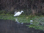 FZ011960 Little Egret (Egretta garzetta).jpg